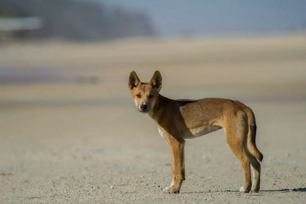Yeah! Dingo gespot op Fraser Island. Absoluut een van de mooiste plekken op aarde