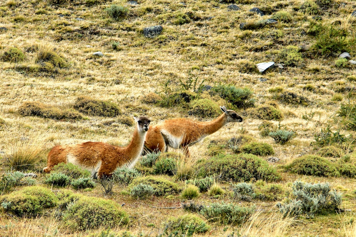 Dieren spotten in Patagonie is ook een heuse belevenis