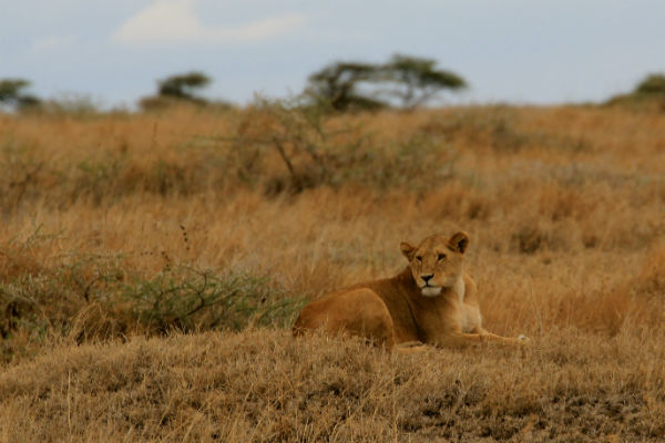 leeuwin bij namiri plains oosten tanzania
