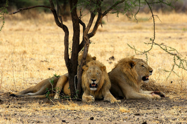 Leeuwen in Tarangire National Park in Tanzania