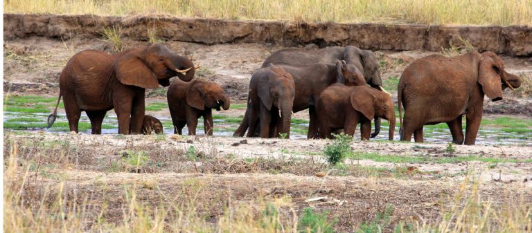 Tarangire National Park: majestueuze baobabbomen & héél véél olifanten