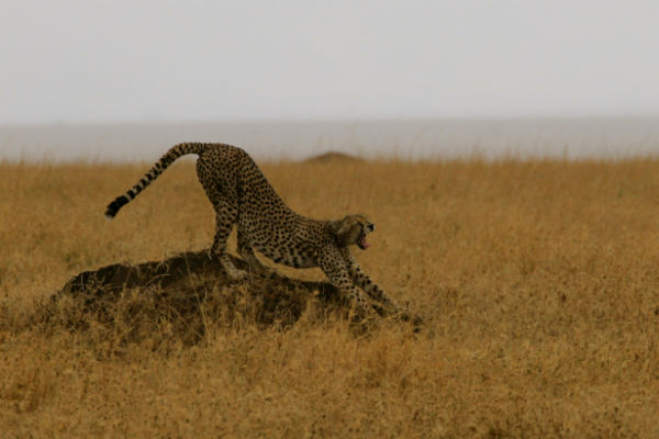 uitrekkende cheetah namiri plains oosten tanzania
