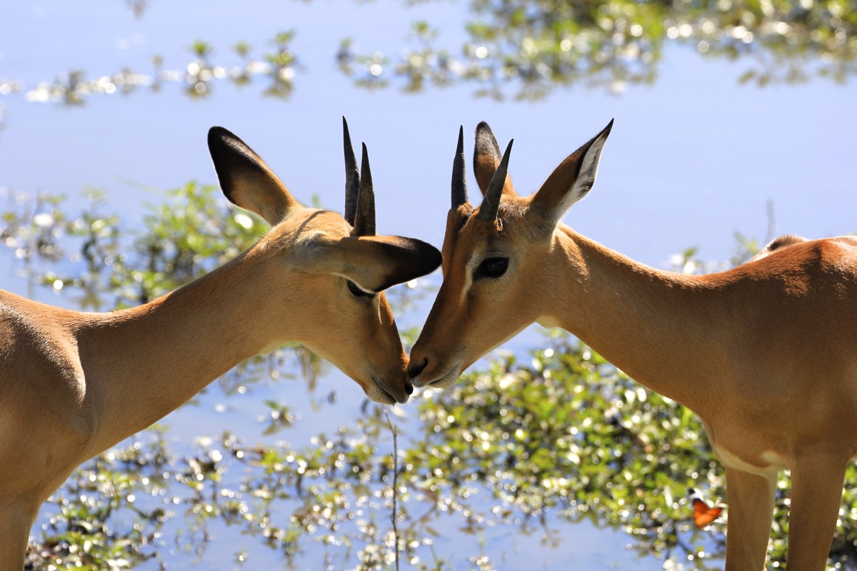 impala's in Botswana