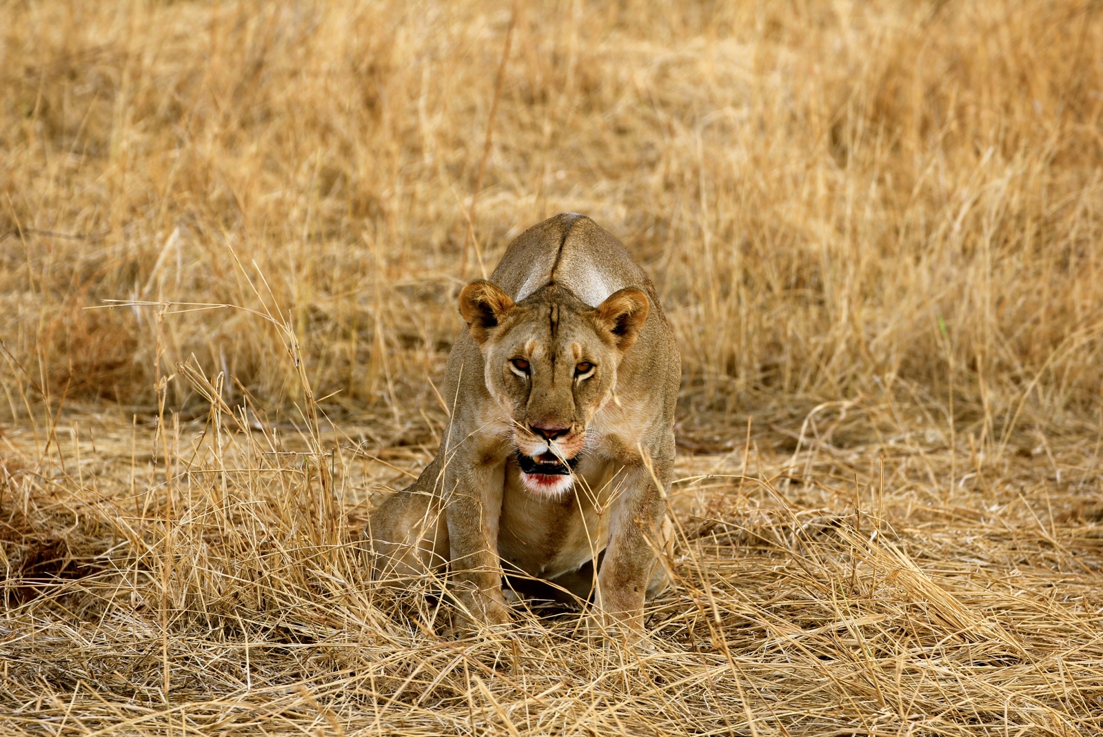 Leeuw in Tarangire National Park in Tanzania