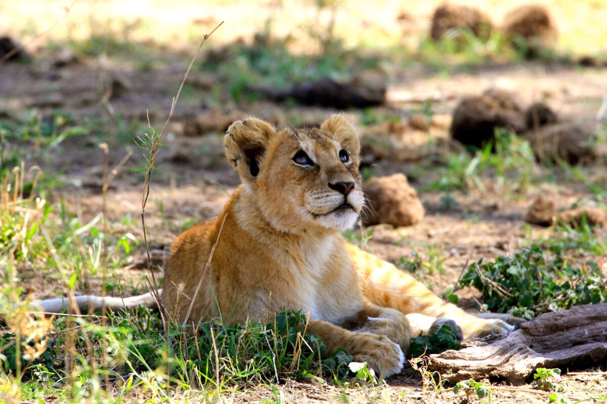 Baby leeuw in de Serengeti in Tanzania