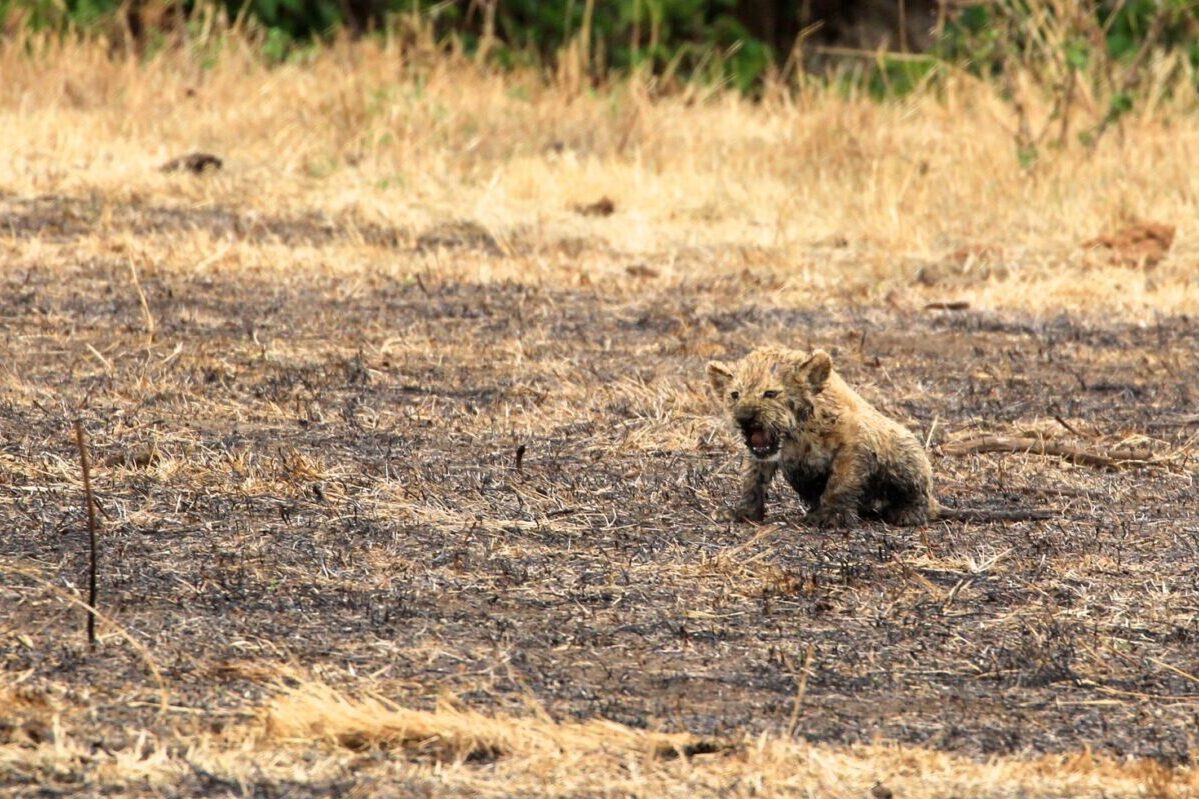 Baby leeuw in de Ngorongoro Krater Tanzania