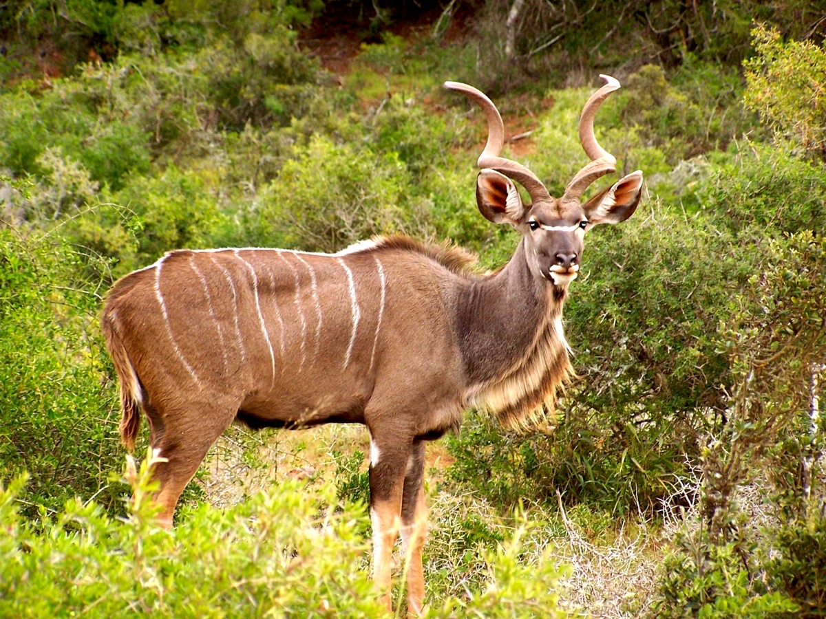 Maak een safari in het Kruger Park in Zuid Afrika