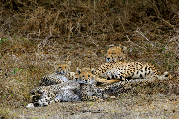cheetah-met-babies-ndutu-noord-tanzania