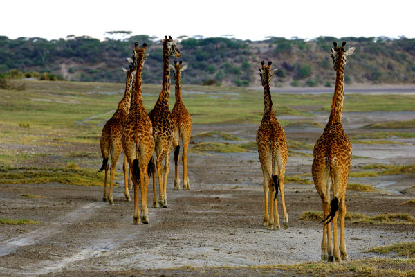 giraffes-ndutu-gebied-noord-tanzania