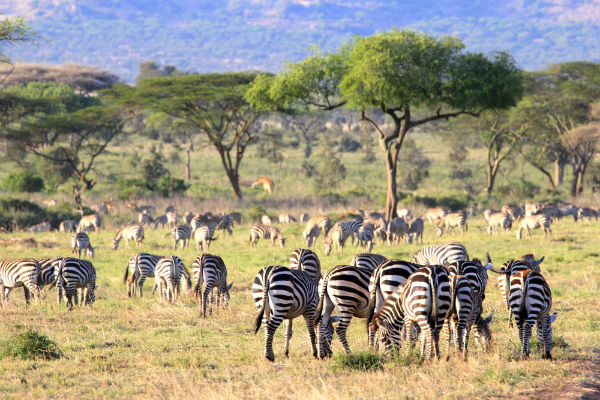 serengeti-noord-tanzania-zebras
