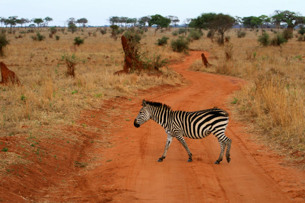 tarangire-national-park-tanzania-zebra-rode-aarde