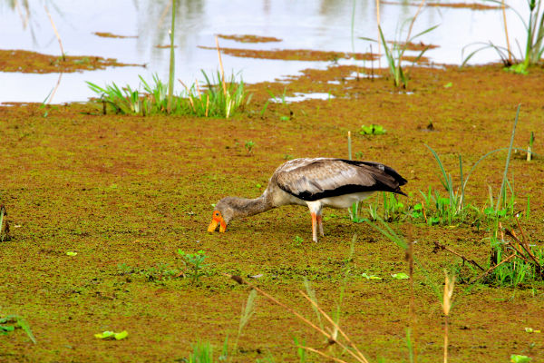 vogel-in-lake-manyara-noord-tanzania