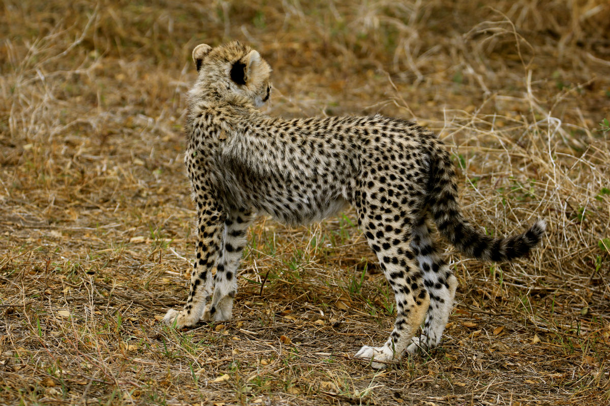 Cheetah jong in Ndutu gebied in Tanzania