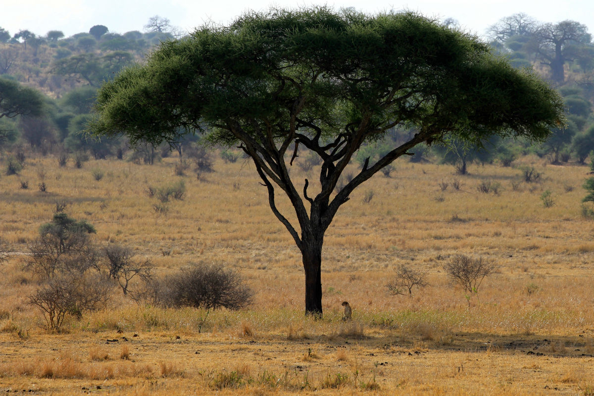 Cheetah staat op wacht onder een prachtige baobab boom in Tarangire National Park Tanzania
