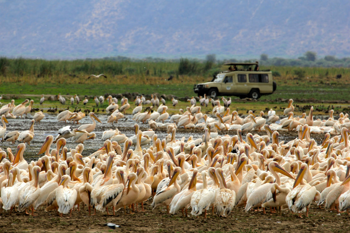 Ontzettend veel pelikanen bij Lake Manyara National Park in Tanzania
