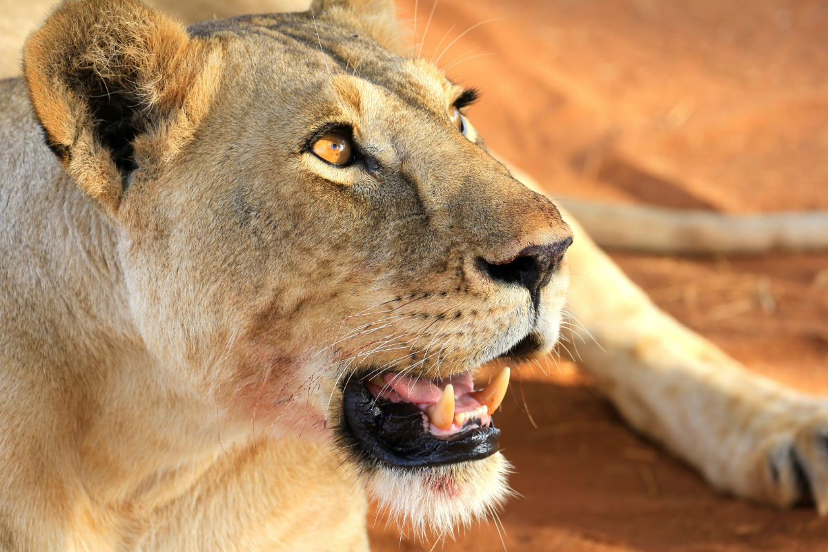 Uitpuffende leeuw nadat ze haar buik vol heeft gegeten met pumba in Tarangire National Park Tanzania
