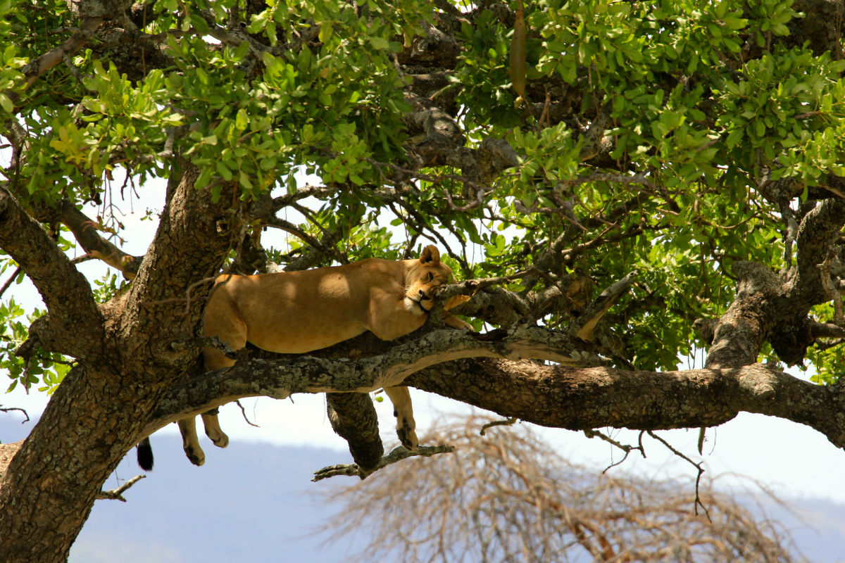 boomklimmende leeuw in de serengeti Tanzania