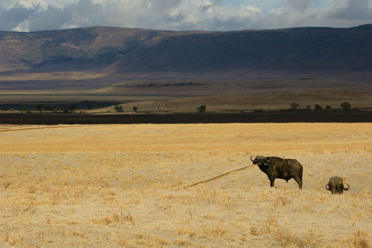buffels in de droge ngorongoro krater Tanzania