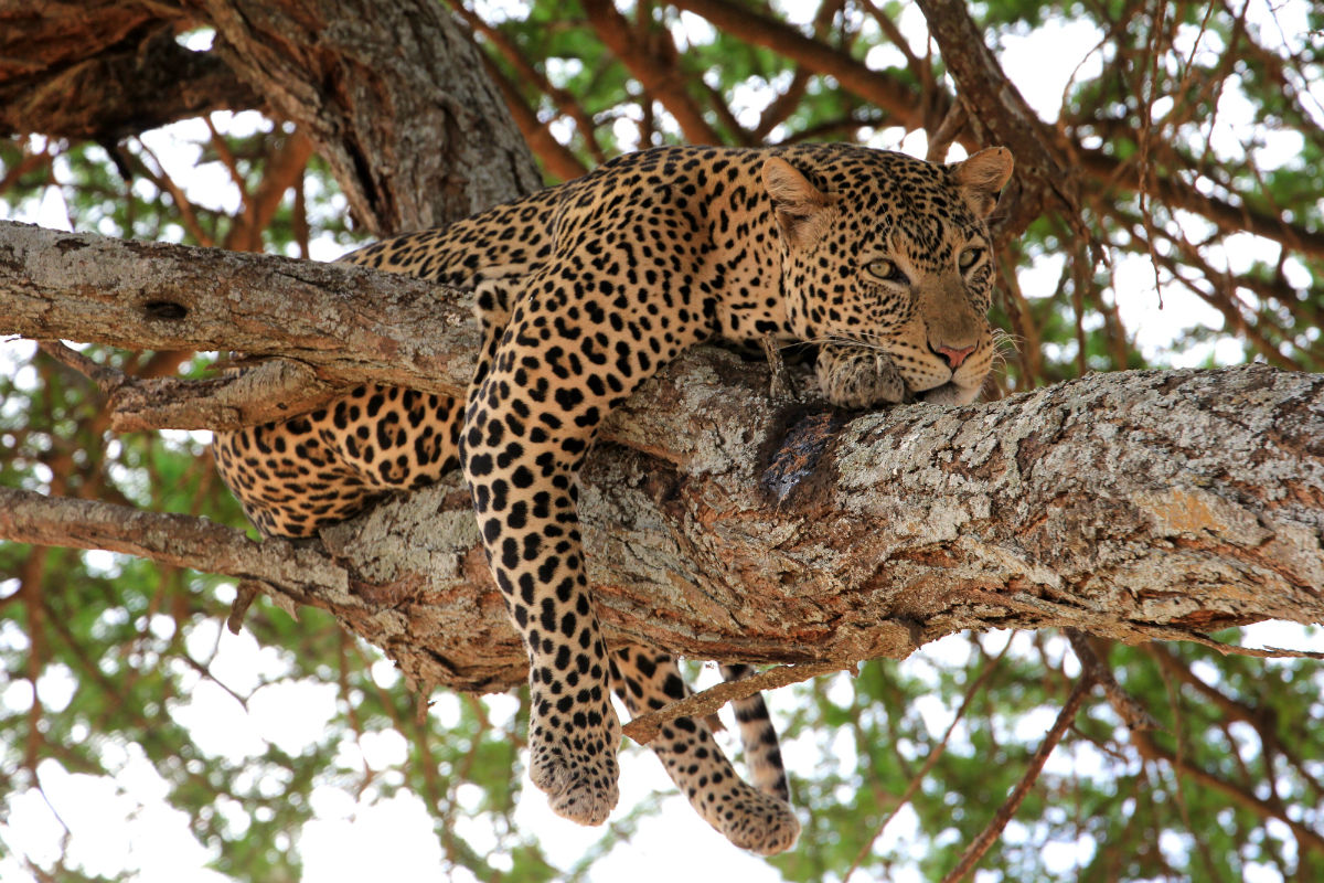 Chillend luipaard in een boom in Tarangire National Park Tanzania