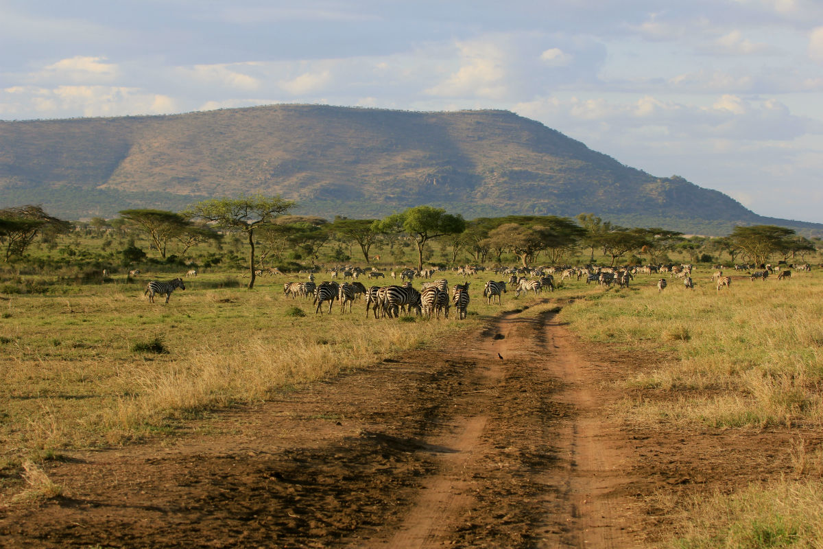 zebra migratie in de serengeti Tanzania