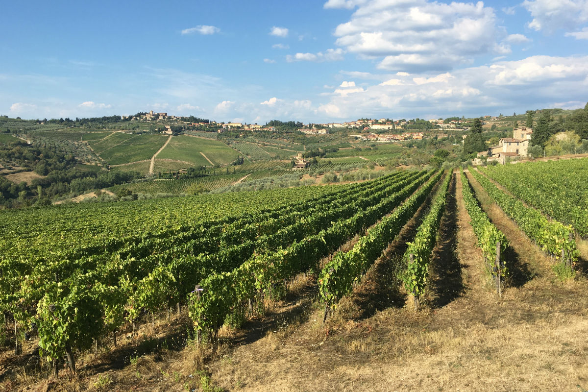 De glooiende wijnvelden in de Chianti streek vlakbij Greve in Toscane