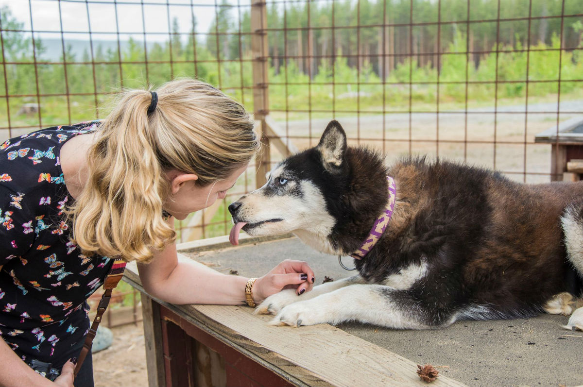 De lieve huskies bij Lappland Emotions in Zweden