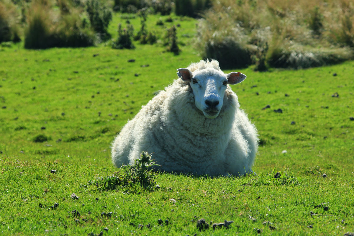 Heaps of sheep tijdens je camperreis Nieuw Zeeland