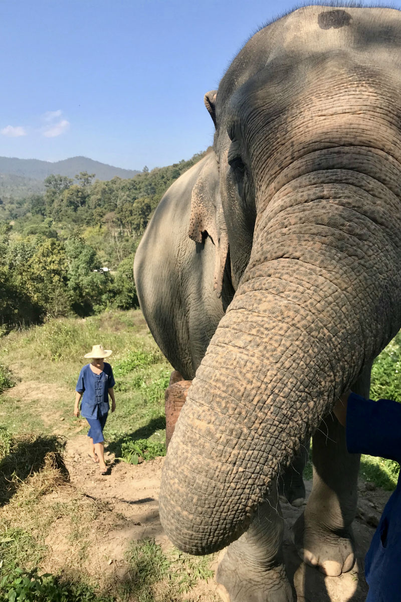 Doen in Chiang Mai - met de olifant door de natuur wandelen