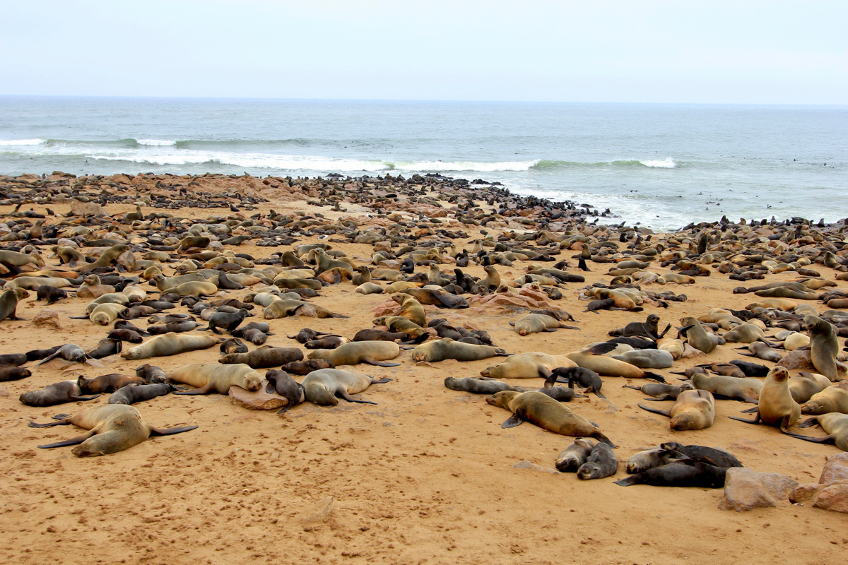 De zeehonden zijn een must see tijdens je route Namibie