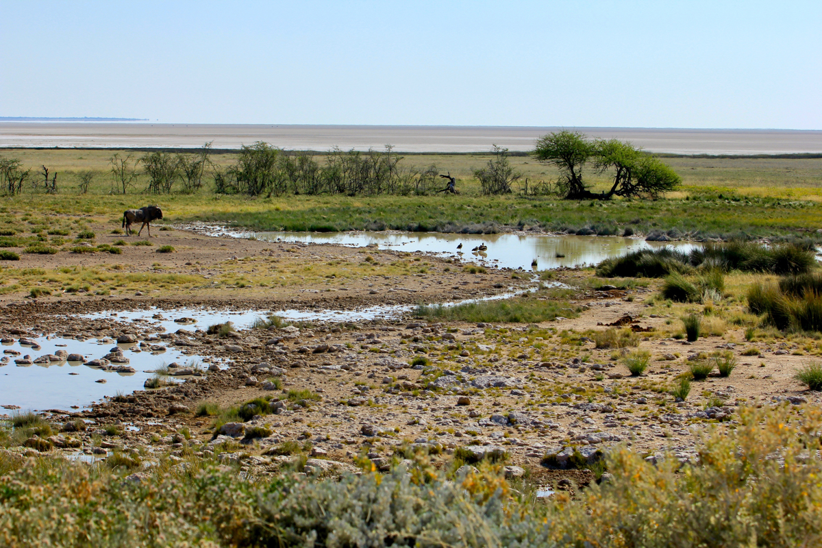Etosha is een must in je route Namibie