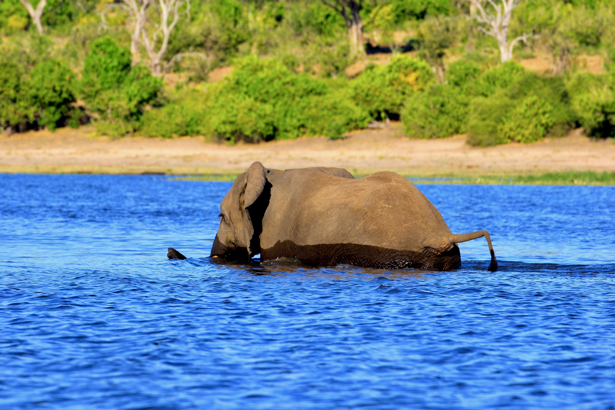 Een olifant kan zwemmen in Botswana