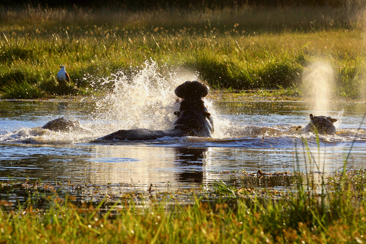 De prachtige Okavango Delta in Botswana moet op jouw bucketlist!