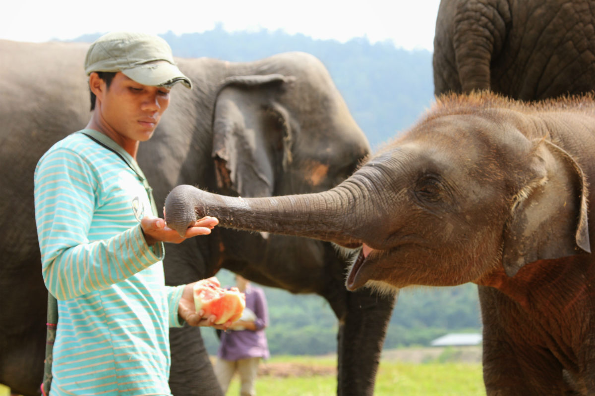 Thailand bezoeken en een olifanten sanctuary bezoeken