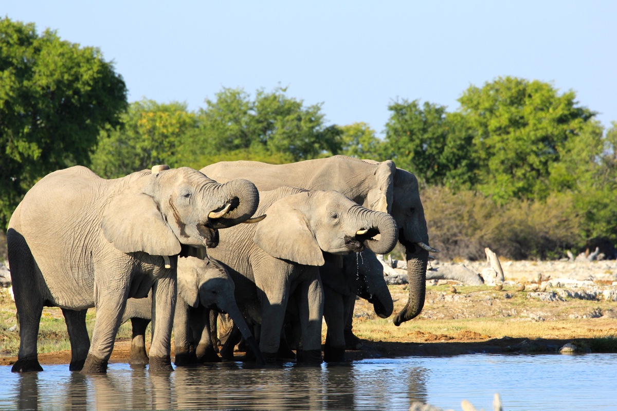 Bij een waterpoel in Etosha National Park heb je veel kans op een ontmoeting met de big 5