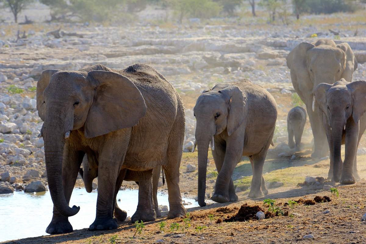 Familie olifant op pad in Etosha National Park in Namibie