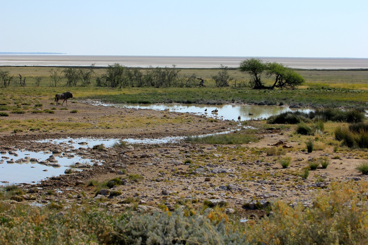 Het dorre droge landschap van Etosha National Park is ideaal voor het spotten van wild