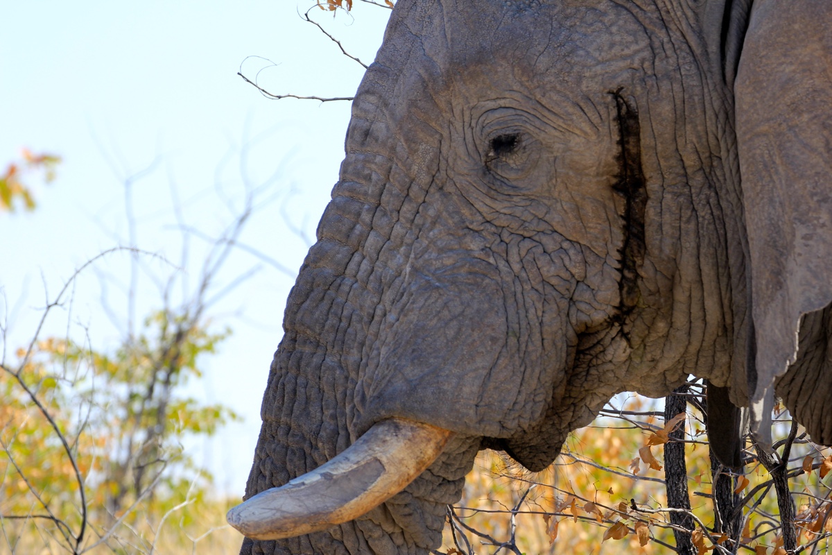 Olifanten zijn magische beesten en zijn er vollop in Etosha National Park in Namibie
