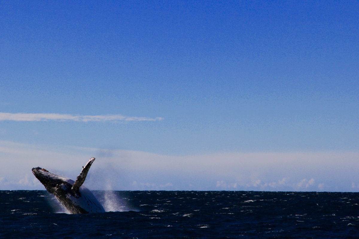 De winter is een ideale periode voor het spotten van walvissen in Jervis Bay