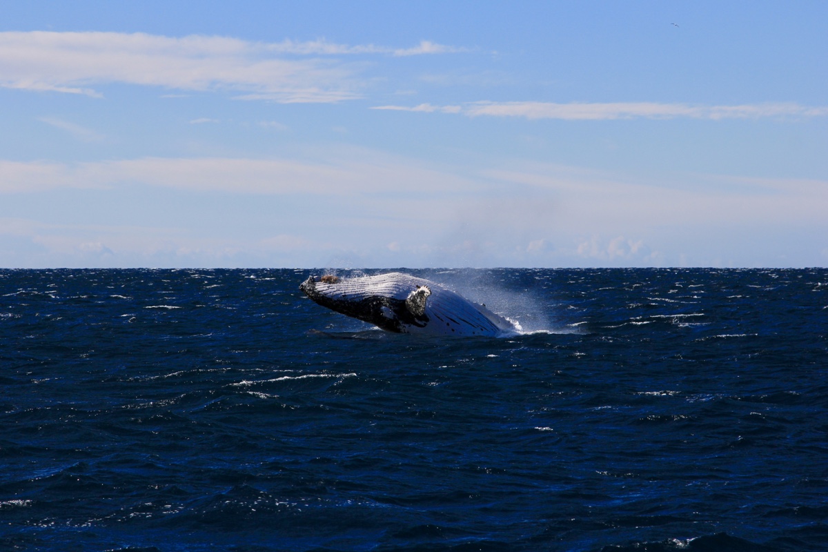 De winterperiode is ideaal voor het spotten van bultrugwalvissen in Jervis Bay