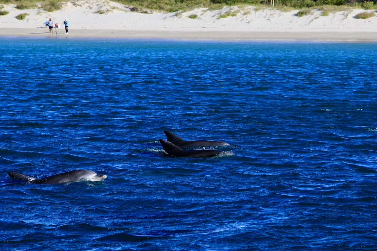 De winterperiode is ideaal voor het spotten van dolfijnen in Jervis Bay