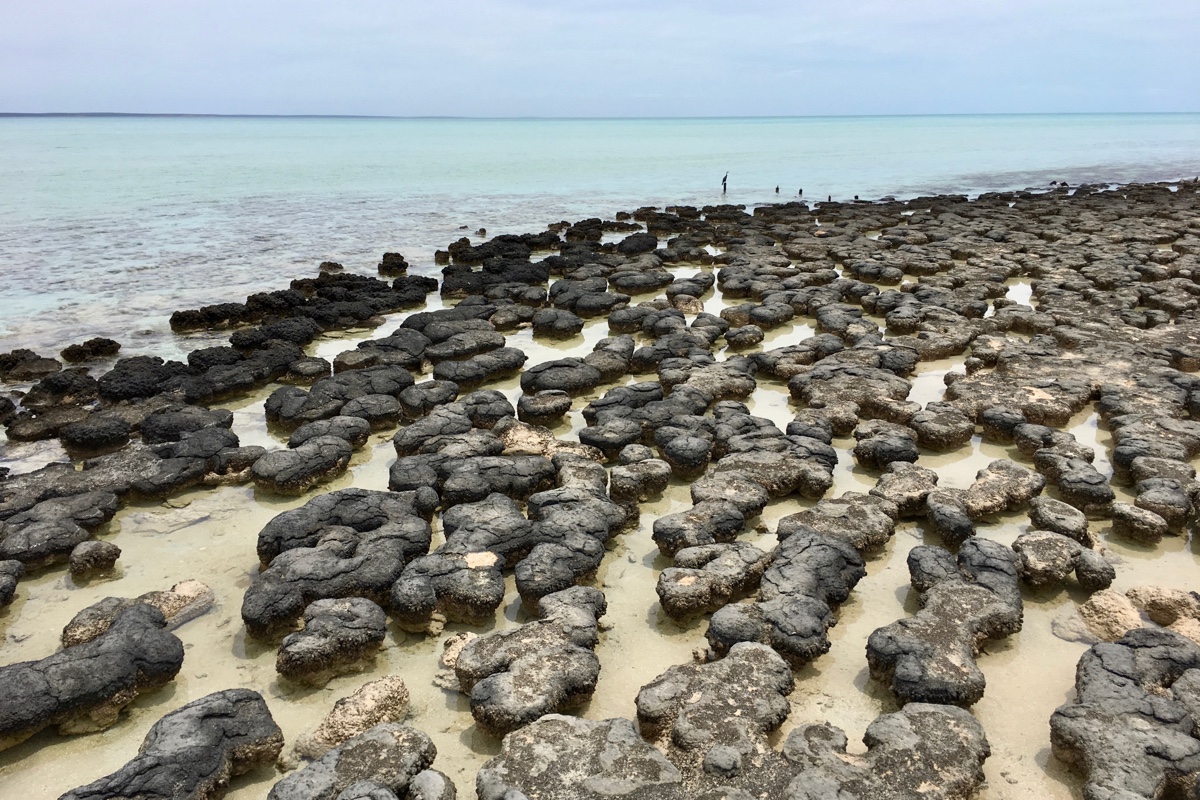 De stromatolieten van Hamelin Pool hoort op jouw route West-Australië