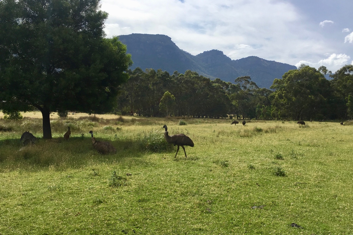 Een emu is een van de unieke Australische dieren die je gezien wilt hebben