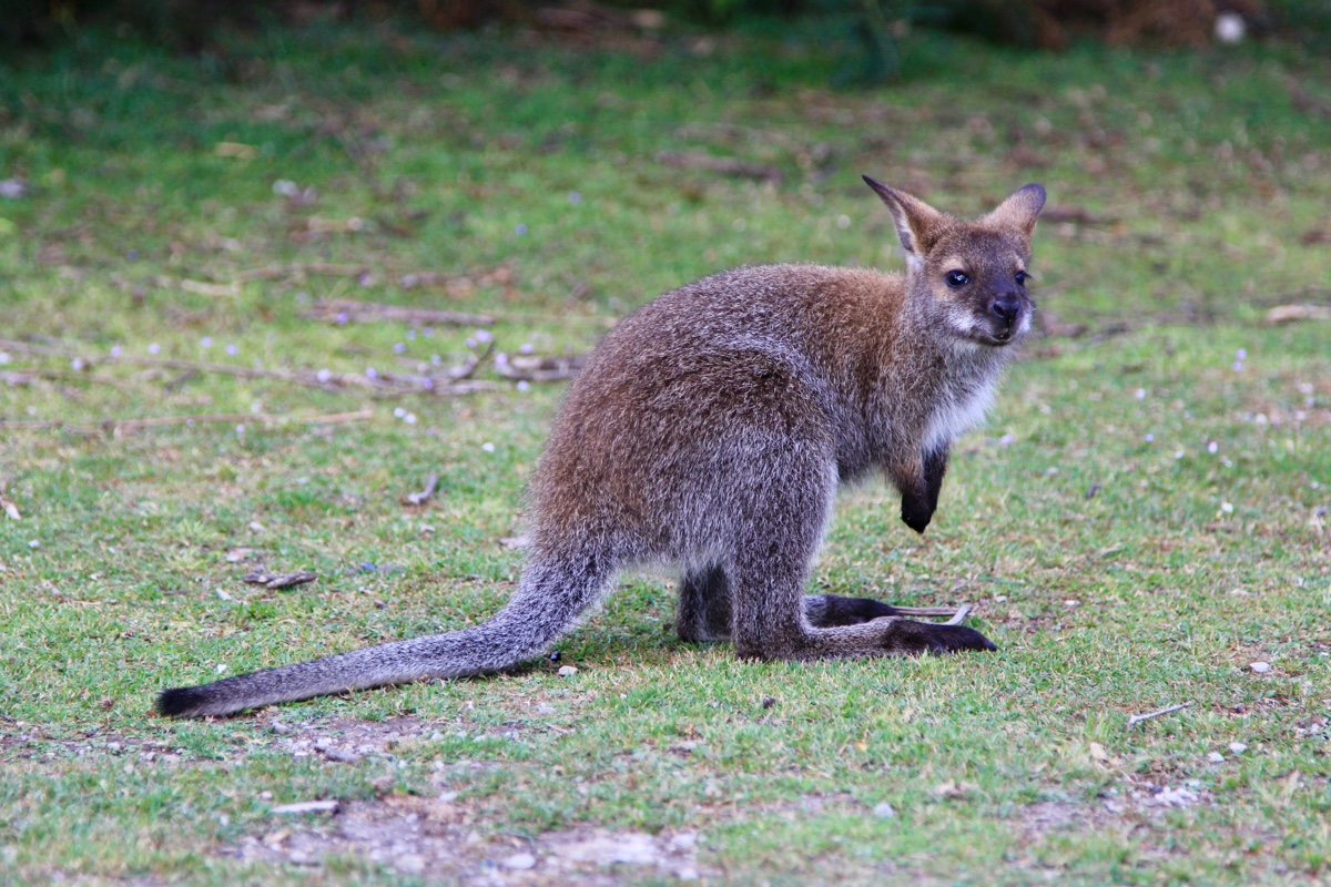 Een wallaby is een van de unieke Australische dieren die je gezien wilt hebben