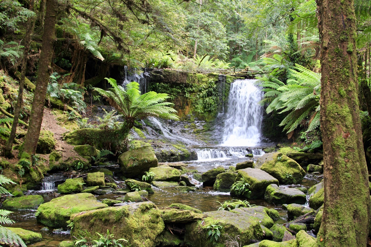 Bezoek Mount Field National Park tijdens jouw rondreis door Tasmanie van 3 weken