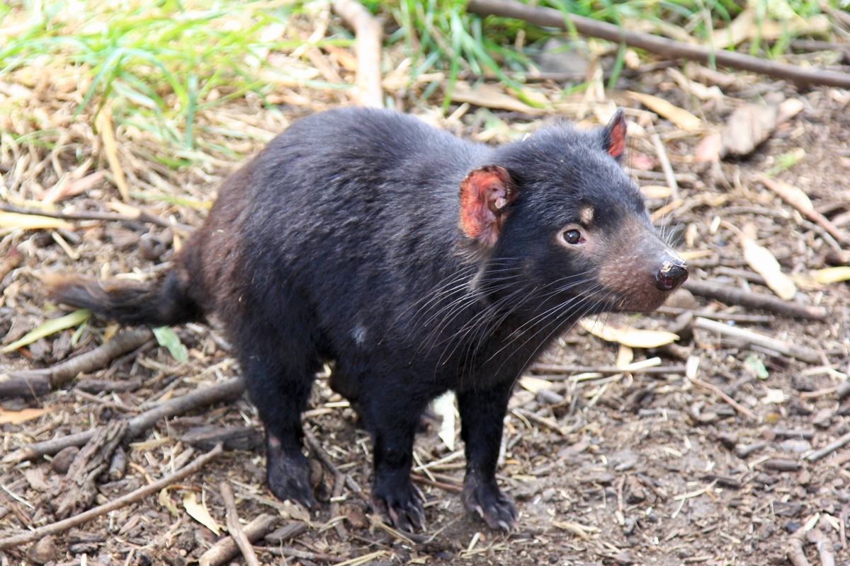 Op ontdekking in Tasmanië in Australië is geweldig