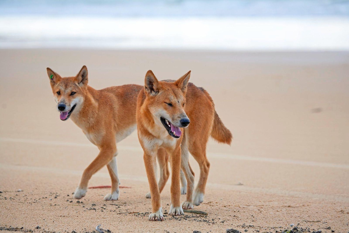 Fraser dingo unieke dieren in australie