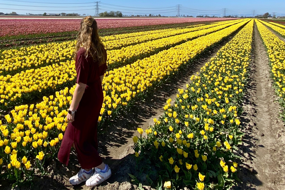 De mooiste tulpenvelden in Groningen vind je hier