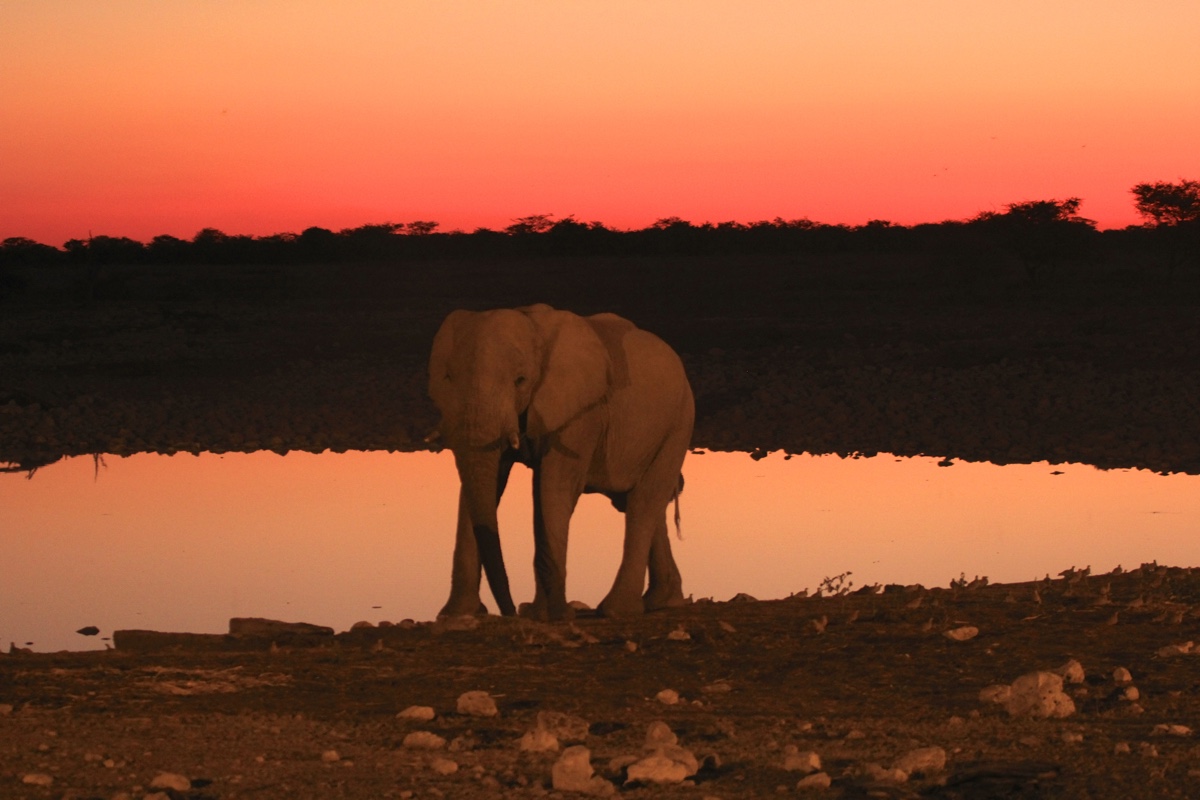 De waterpoels bij de campings in Etosha National Park zijn echt geweldig