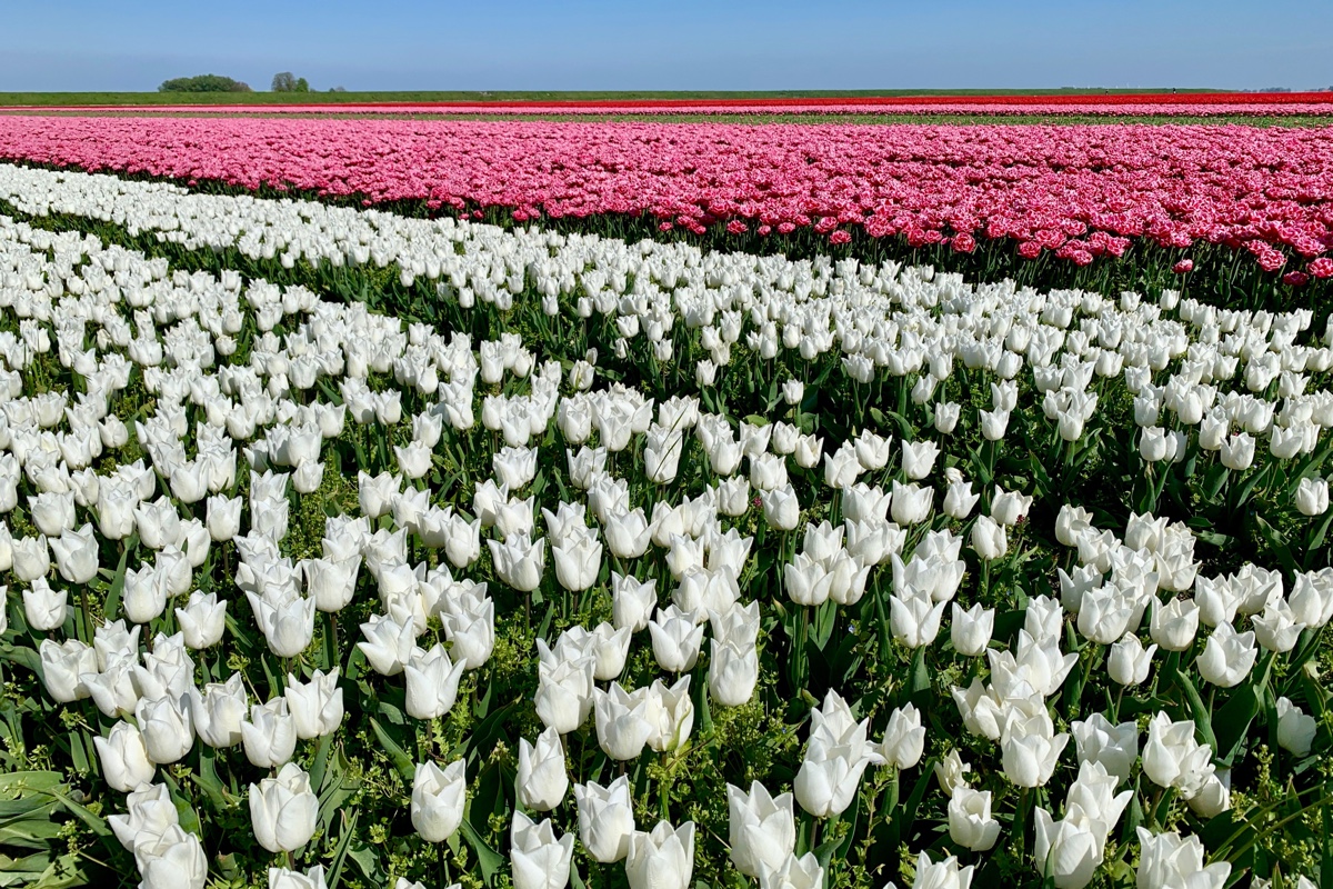 Dit zijn de gaafste tulpenvelden in Groningen
