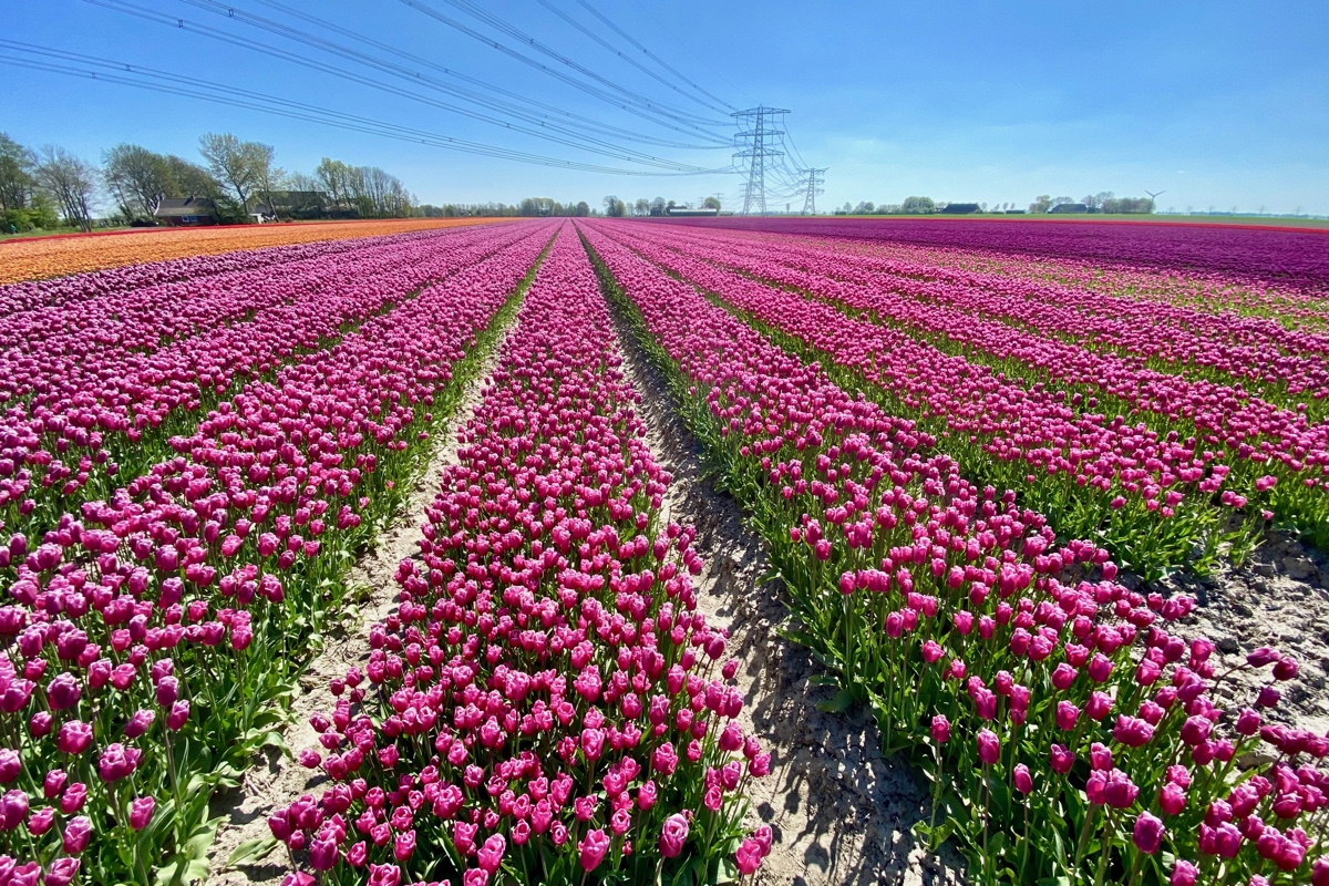 Dit zijn de leukste tulpenvelden in Groningen